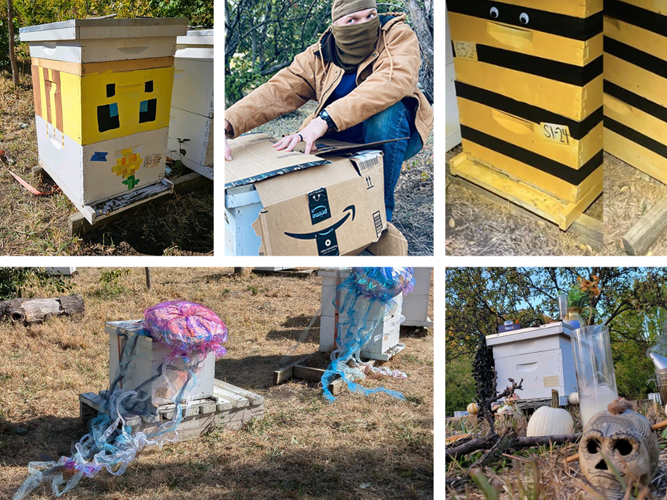 UNL Bee Lab student compete in a fun hive decorating contest for Halloween. Adopted “sponsored” hives will participate in fun engagement activities such as this throughout the season. (2024 winner: Minecraft bee on flower, submitted by Shelby Kittle)