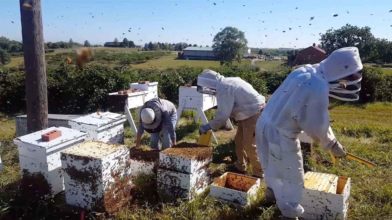 Three people working on bee hives