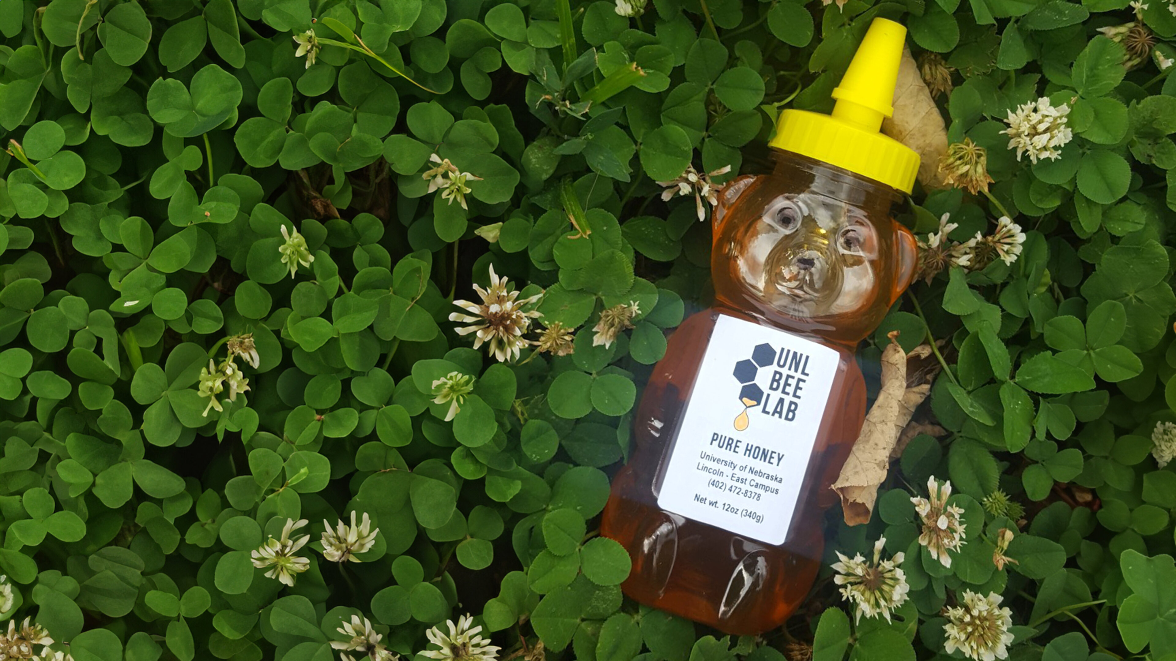 Order Bee Lab Honey | Bee Lab | Nebraska