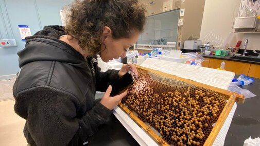 Jae Horn extracting drone pupae