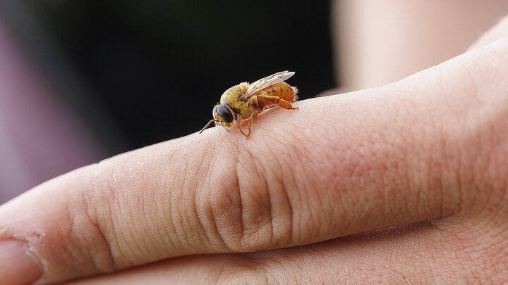A drone bee rests on the finger.