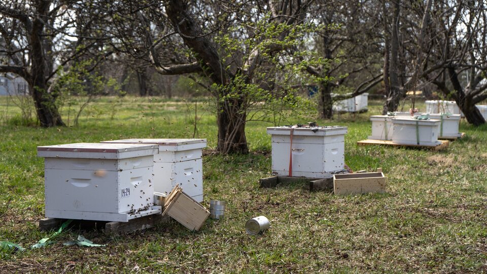 bee hives