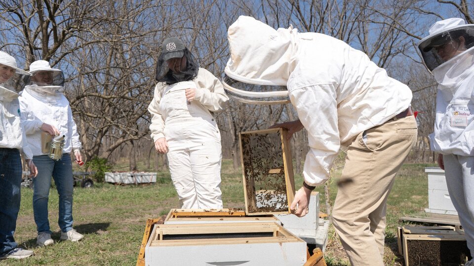 Looking at bee hive