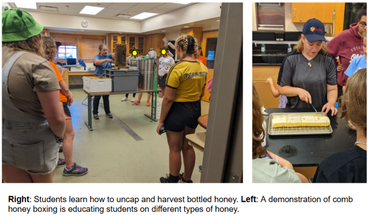 honey extraction experience