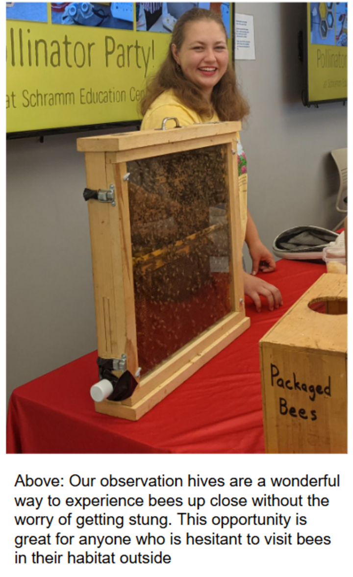 observation hive