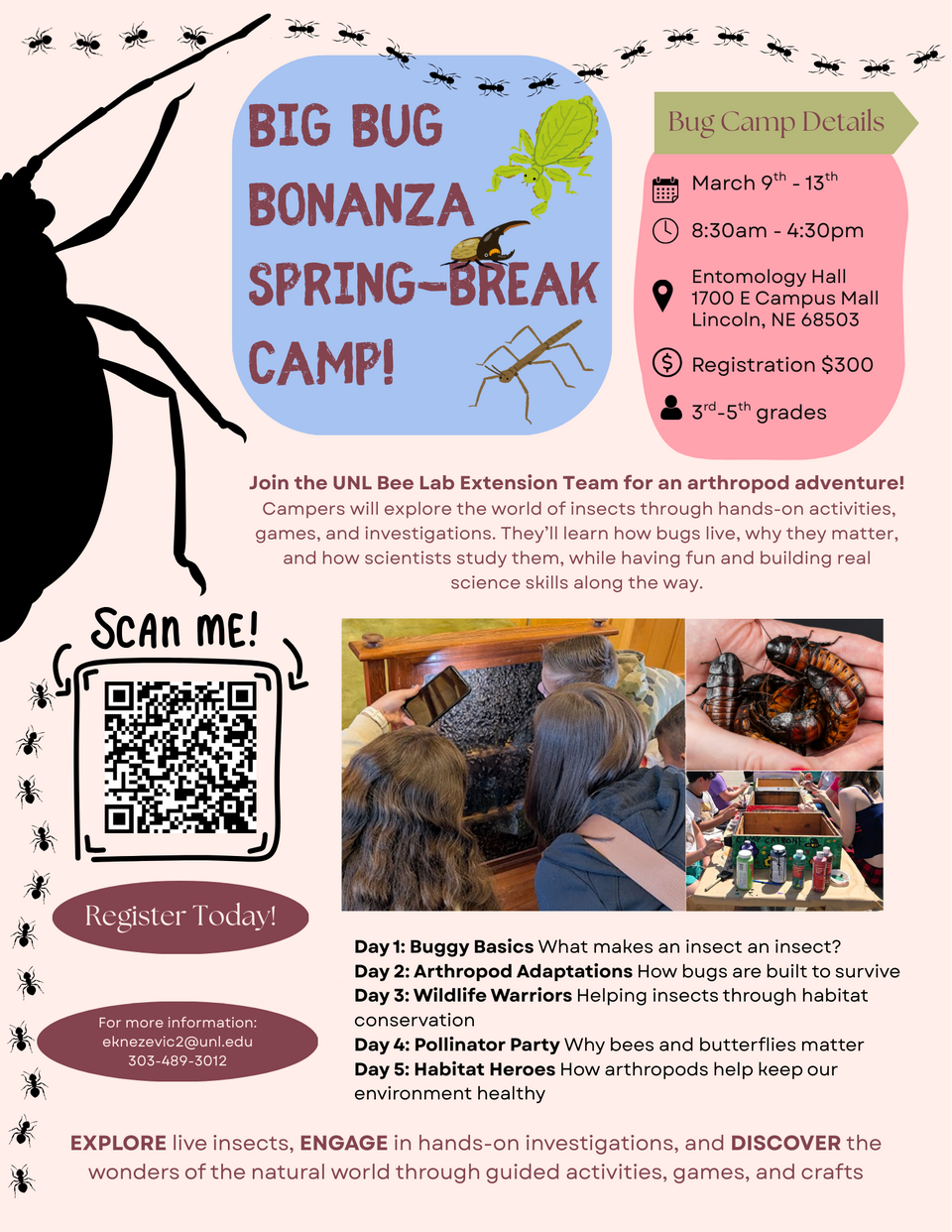 This image displays a flyer for the "Big Bug Bonanza Spring-Break Camp". It features images of people examining an observation hive of honey bees, holding live Madagascar Hissing Cockroaches, and painting bee boxes. There are drawings of insects scattered throughout the page. The flyer text says: "Join the UNL Bee Lab Extension Team for an arthropod adventure!  Campers will explore the world of insects through hands-on activities, games, and investigations." It features a QR code to sign up for the camp.